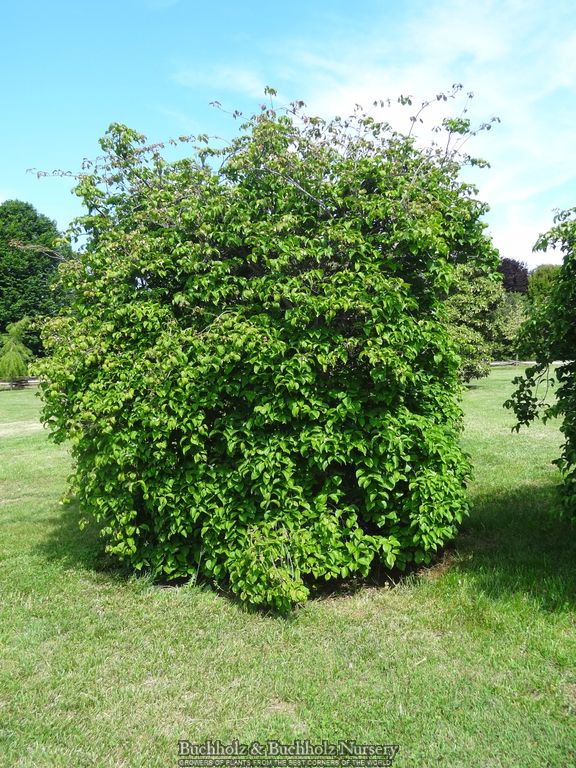 Cornus kousa 'Weaver's Weeping' Dwarf Chinese Dogwood