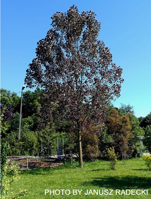 Styrax japonicus 'White Knight' Flowering Japanese Snowbell