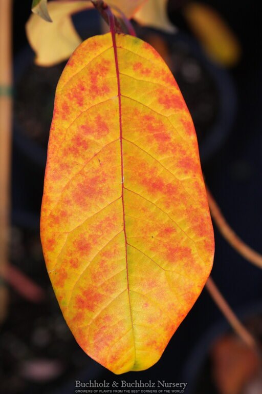 Nyssa sylvatica 'Wildfire' Black Gum