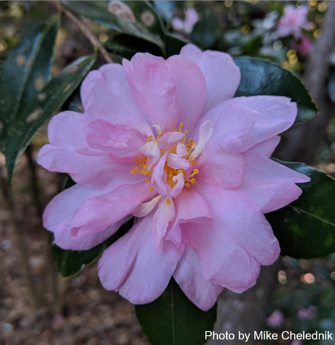 Camellia ‘Winter’s Interlude’ Pink Flowering Hardy Camellia