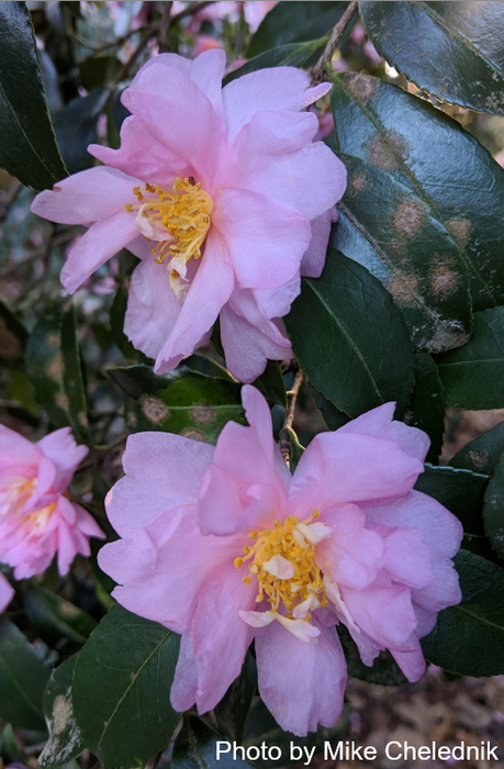 Camellia ‘Winter’s Interlude’ Pink Flowering Hardy Camellia