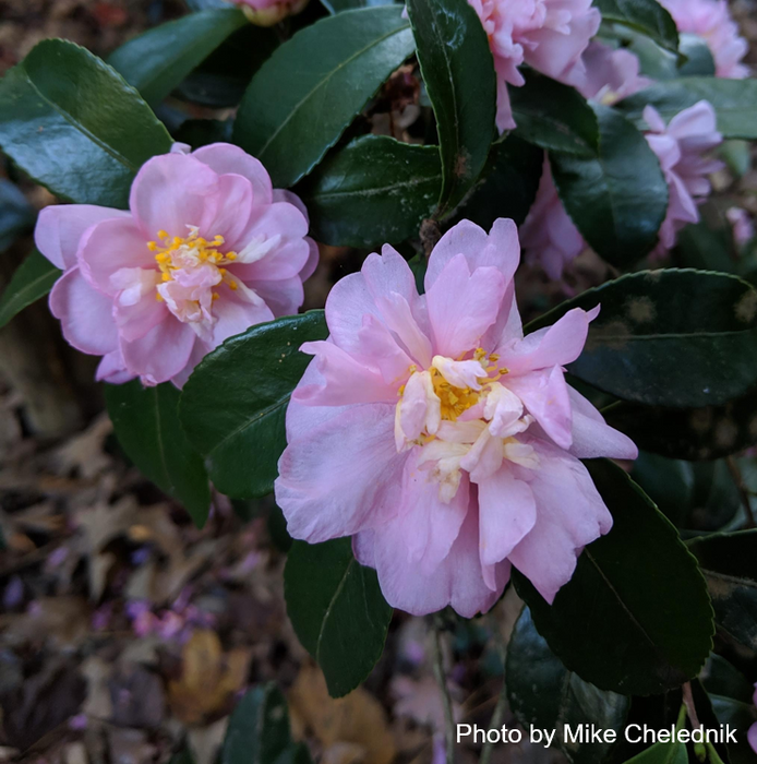 Camellia ‘Winter’s Interlude’ Pink Flowering Hardy Camellia