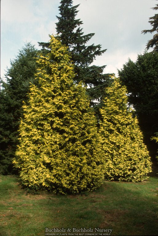 Thuja plicata 'Zebrina' Western Red Cedar