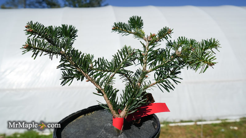 Abies Koreana 'Zehusice' Korean Fir