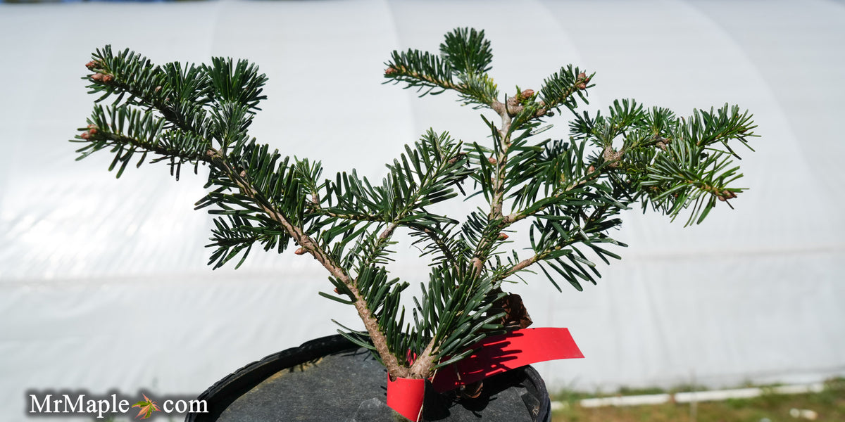アビエスコレアナ　Abies koreana もみの木　チョウセンシラベ　苗木 Buy Abies Koreana 'Zehusice' Korean Fir — Mr Maple │ Buy Japanese