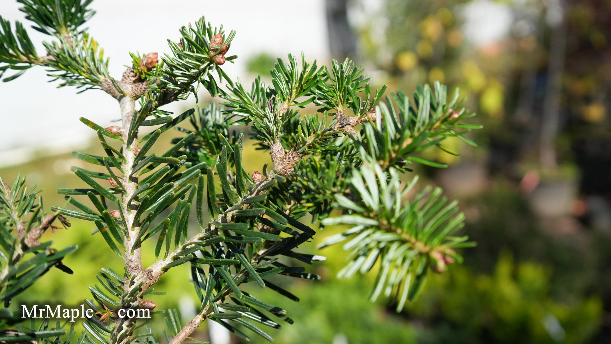 Buy Abies Koreana 'Zehusice' Korean Fir — Mr Maple │ Buy Japanese