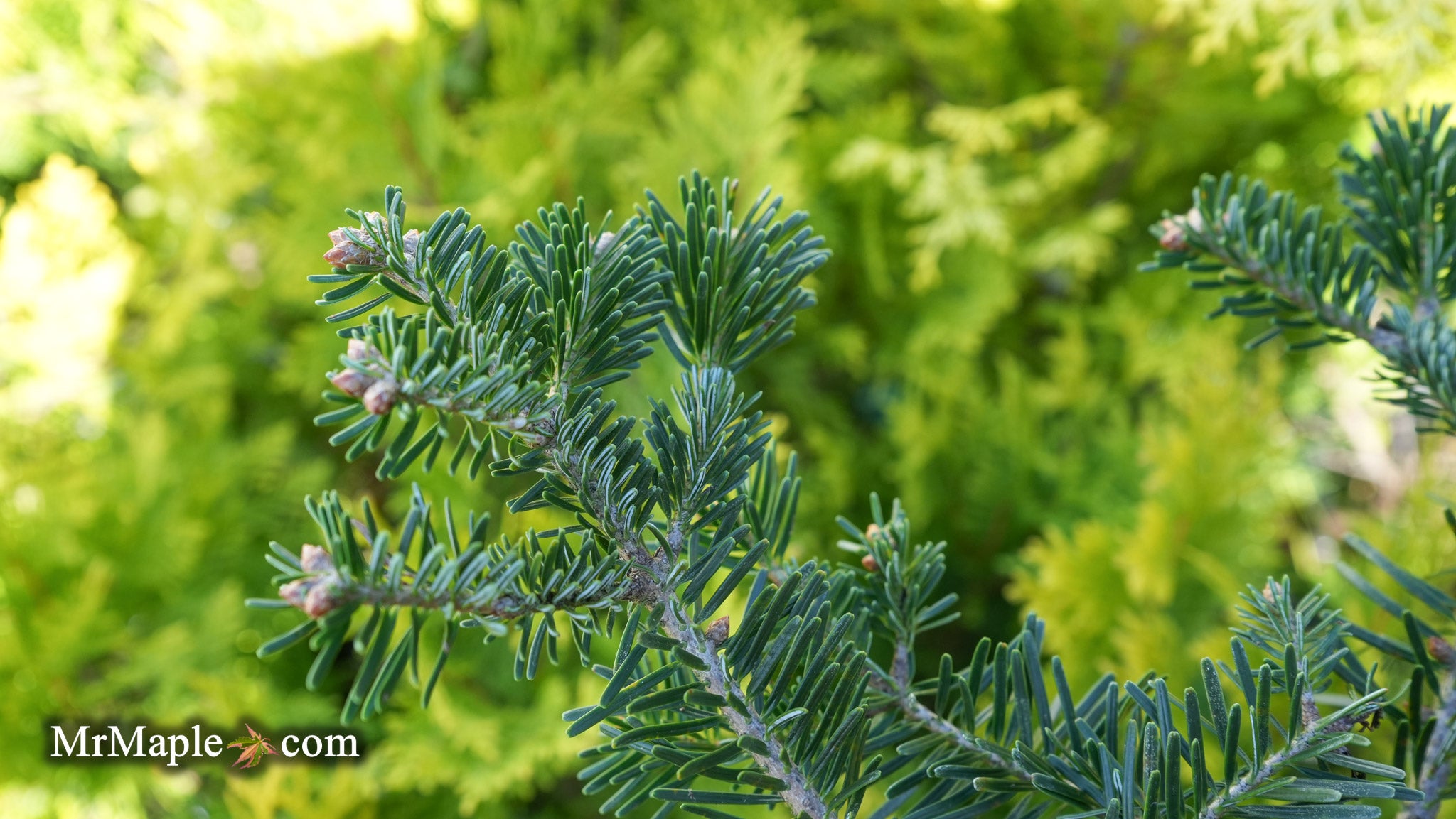 Buy Abies Koreana 'Zehusice' Korean Fir — Mr Maple │ Buy Japanese