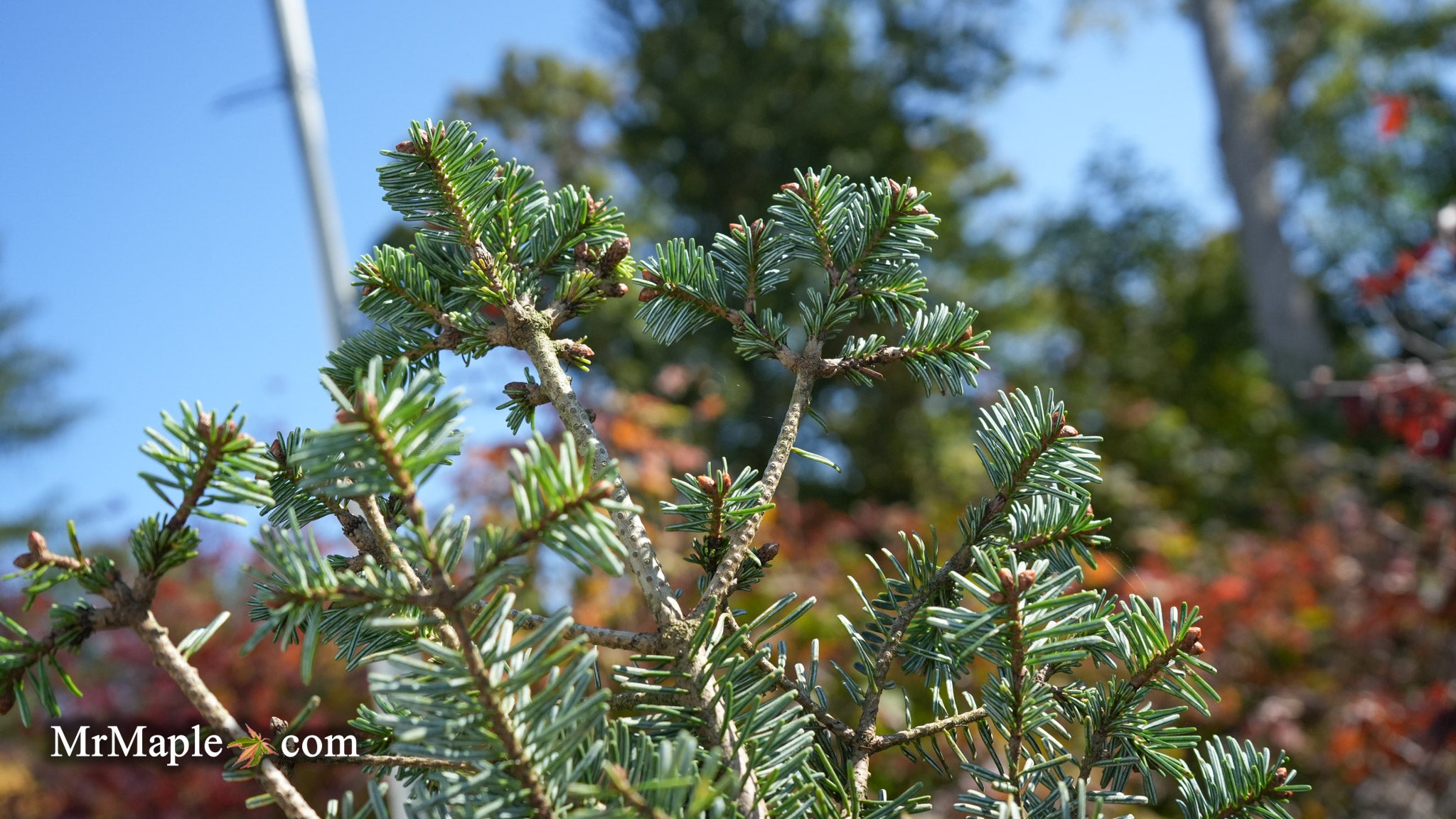 Buy Abies Koreana 'Zehusice' Korean Fir — Mr Maple │ Buy Japanese