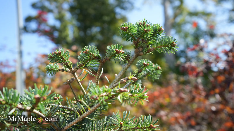 Abies Koreana 'Zehusice' Korean Fir