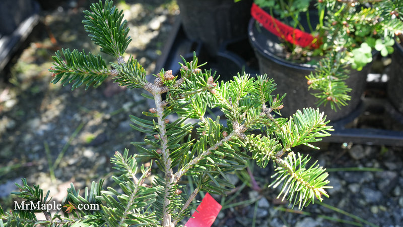 Abies Koreana 'Zehusice' Korean Fir