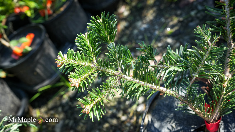 Abies Koreana 'Zehusice' Korean Fir