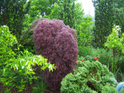 - Acer palmatum 'Red Filigree Lace' Dwarf Japanese Maple - Mr Maple │ Buy Japanese Maple Trees
