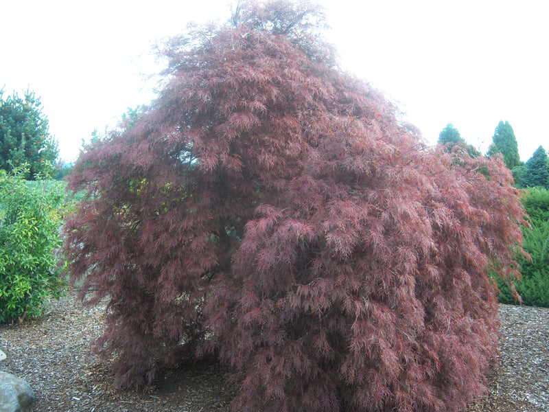 - Acer palmatum 'Red Filigree Lace' Dwarf Japanese Maple - Mr Maple │ Buy Japanese Maple Trees