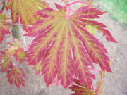 - FOR PICKUP ONLY | Acer japonicum 'Yama kage' Mountain Shadows Full Moon Japanese Maple | DOES NOT SHIP - Mr Maple │ Buy Japanese Maple Trees