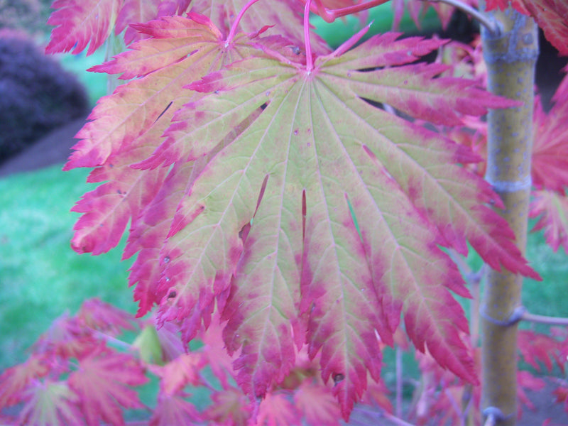 - FOR PICKUP ONLY | Acer japonicum 'Yama kage' Mountain Shadows Full Moon Japanese Maple | DOES NOT SHIP - Mr Maple │ Buy Japanese Maple Trees