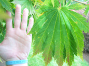 - Acer japonicum 'Yama kage' Mountain Shadows Full Moon Japanese Maple - Mr Maple │ Buy Japanese Maple Trees