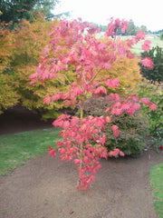 - Acer japonicum 'Yama kage' Mountain Shadows Full Moon Japanese Maple - Mr Maple │ Buy Japanese Maple Trees