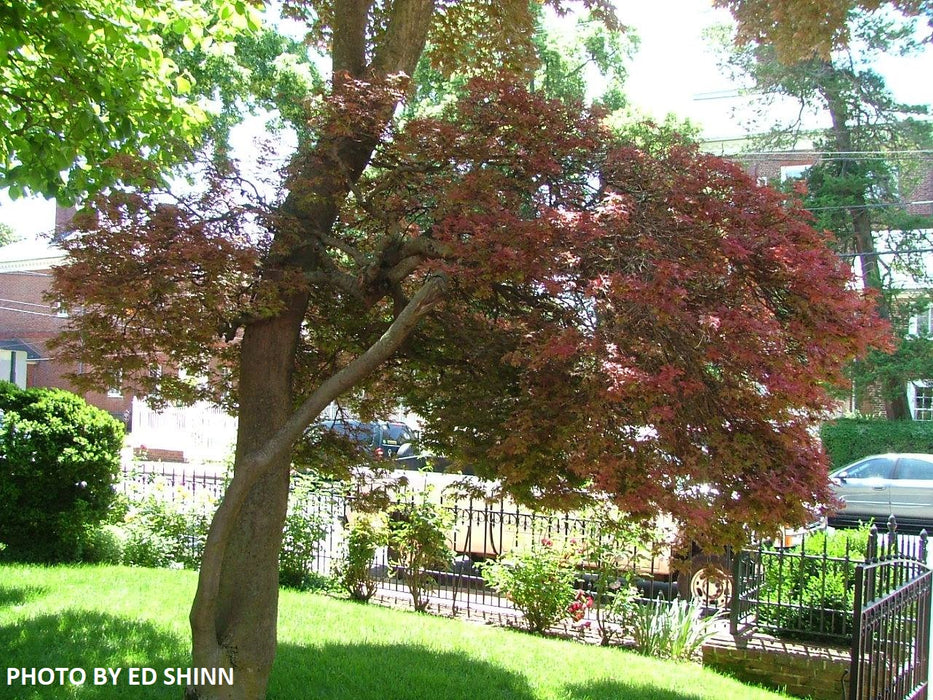 Acer palmatum 'King George Broom' Dwarf Red KGB Japanese Maple Tree