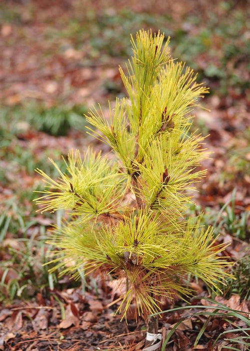 Pinus densiflora 'Aurea' Golden Japanese Red Pine Tree