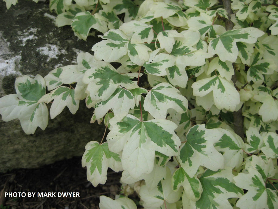 Acer campestre 'Carnival', White leaf English Hedge Maple - Behmerwald  Nursery