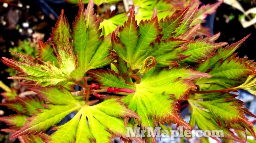 Acer palmatum 'Yamato hagoromo' Japanese Maple