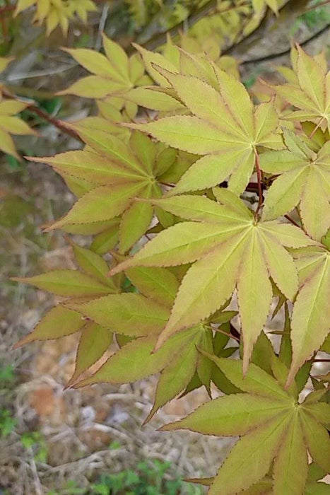 Acer palmatum 'Shadow Selection' Japanese Maple