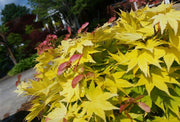 - Acer shirasawanum 'Jordan' Golden Full Moon Japanese Maple - Mr Maple │ Buy Japanese Maple Trees