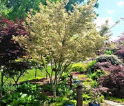 - Acer palmatum 'Beni shichihenge' Pink Variegated Japanese Maple - Mr Maple │ Buy Japanese Maple Trees