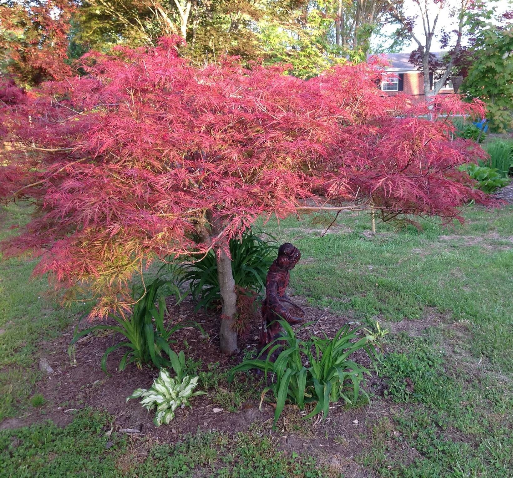 Buy Acer palmatum dissectum Baldsmith Laceleaf Japanese Maple — Mr