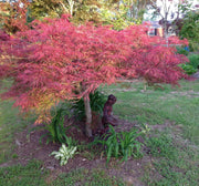 - Acer palmatum 'Baldsmith' Laceleaf Japanese Maple - Mr Maple │ Buy Japanese Maple Trees