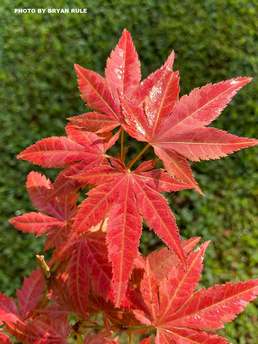 Acer palmatum 'Iijima sunago' Japanese Maple