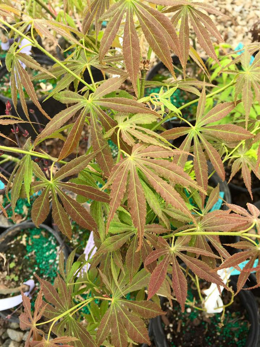 FOR PICKUP ONLY | Acer palmatum 'Burgundy Lime' Japanese Maple | DOES NOT SHIP