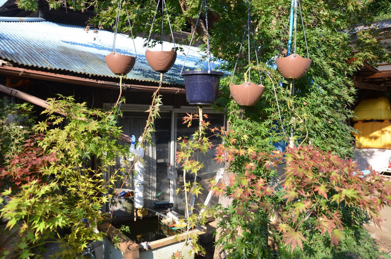 - Acer palmatum 'Ryusen' Japanese Maple - Mr Maple │ Buy Japanese Maple Trees