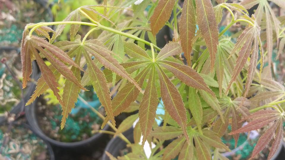 FOR PICKUP ONLY | Acer palmatum 'Burgundy Lime' Japanese Maple | DOES NOT SHIP