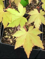 - Acer palmatum 'Dragon Master' Golden Weeping Japanese Maple - Mr Maple │ Buy Japanese Maple Trees