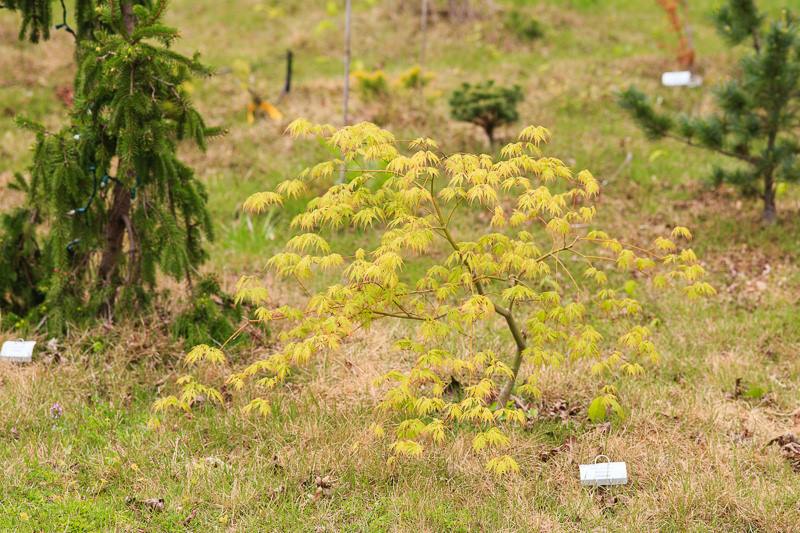 Acer palmatum 'Asayake' Japanese Maple