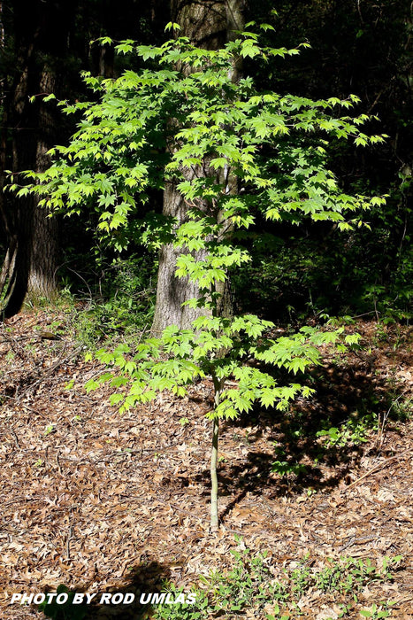Acer sieboldianum 'Mikasayama' Full Moon Japanese Maple