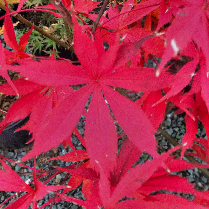 Acer palmatum 'Wakehurst Pink' Japanese Maple