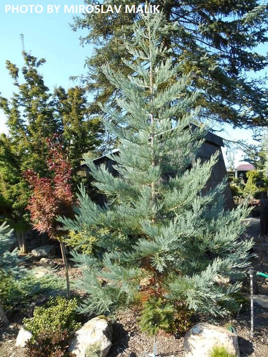 Sequoiadendron giganteum 'Glauca' Blue Giant Redwood