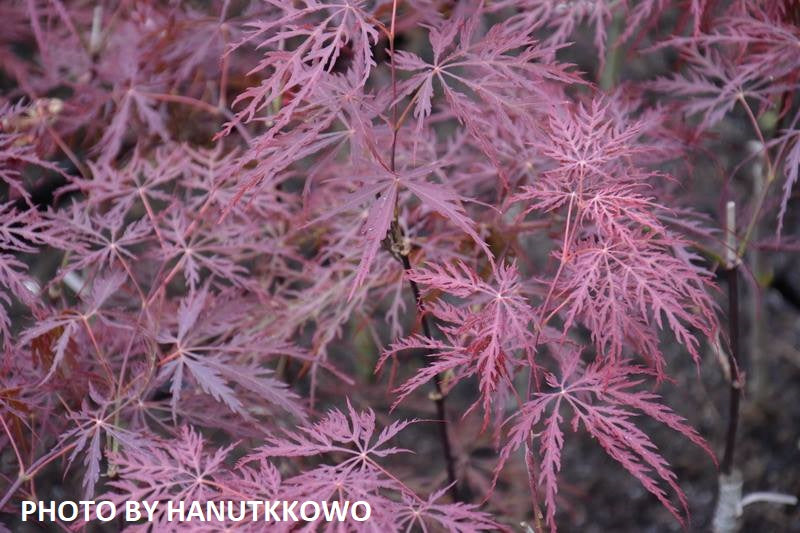 Acer palmatum 'Stella Rossa' Weeping Japanese Maple