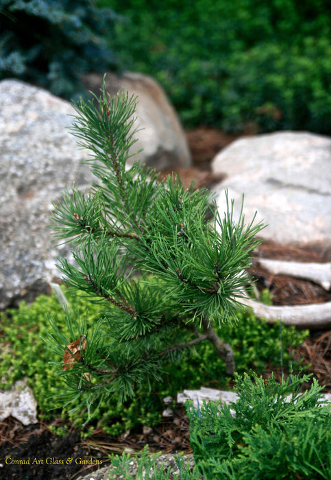 Pinus contorta 'Spaan's Dwarf' Dwarf Shore Pine Tree