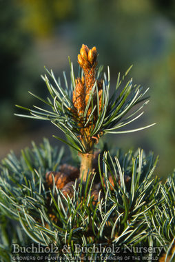 Pinus parviflora 'Negishi' Blue Japanese White Pine