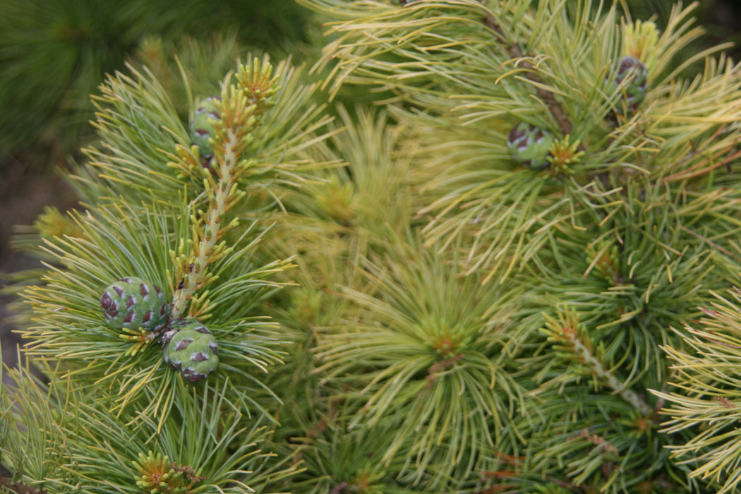 Pinus parviflora 'Goldilocks' Tenysu-kazu Japanese White Pine