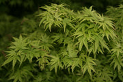 - Acer palmatum 'Tattoo' Dwarf Japanese Maple - Mr Maple │ Buy Japanese Maple Trees