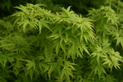 - Acer palmatum 'Tattoo' Dwarf Japanese Maple - Mr Maple │ Buy Japanese Maple Trees