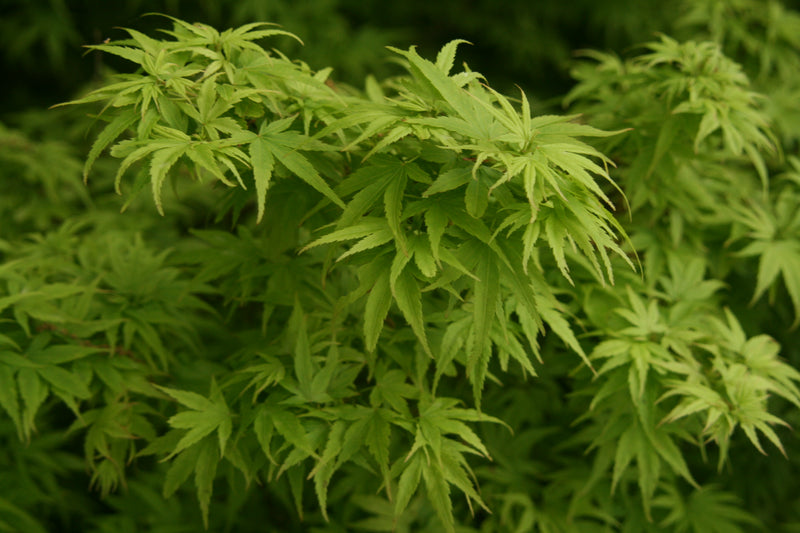 - Acer palmatum 'Tattoo' Dwarf Japanese Maple - Mr Maple │ Buy Japanese Maple Trees