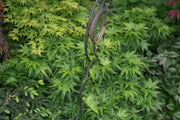 - Acer palmatum 'Tattoo' Dwarf Japanese Maple - Mr Maple │ Buy Japanese Maple Trees