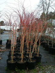 - Acer palmatum 'Wildfire' Coral bark Winter Interest Japanese Maple - Mr Maple │ Buy Japanese Maple Trees