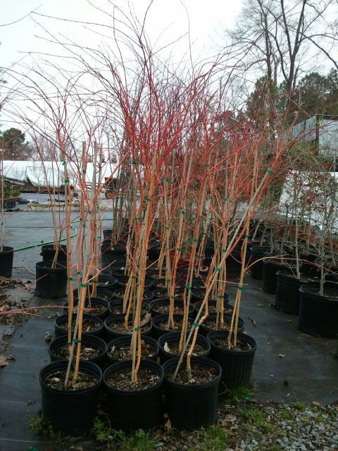 - Acer palmatum 'Wildfire' Coral bark Winter Interest Japanese Maple - Mr Maple │ Buy Japanese Maple Trees
