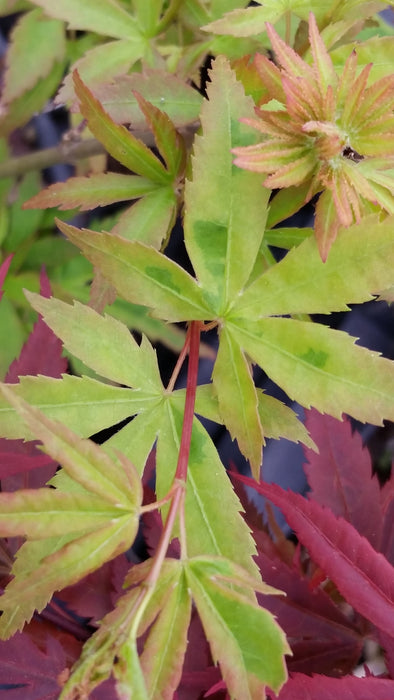 Acer palmatum 'Seuss's Sister' Dwarf Variegated Japanese Maple